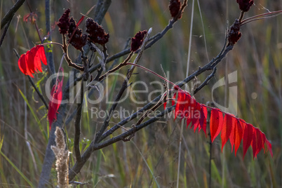 Red sumac leaves in autumn.