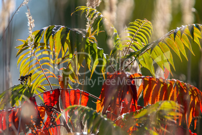 Red and green leaves sumac in autumn.