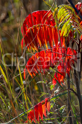 Red and green leaves sumac in autumn.