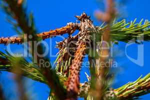 Fir top on blue sky background.