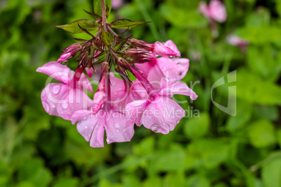 Pimk phlox with rain drops.