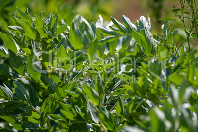 Broad bean plants as background.