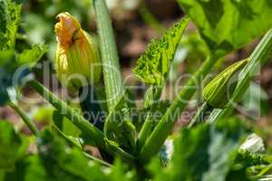 Yellow flowering courgette in garden.