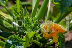 Yellow flowering courgette in garden.