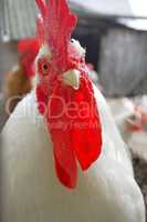 Rooster with a red crest looking straight