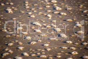 Foam bubbles of the surf on sand