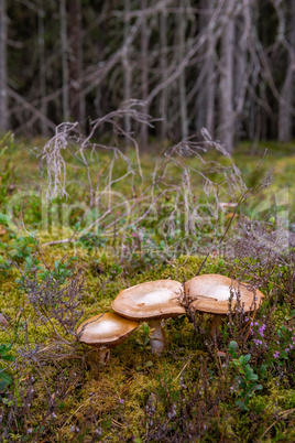 Mushrooms growing in autumn forest.
