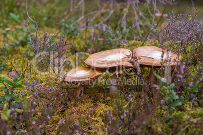 Mushrooms growing in autumn forest.