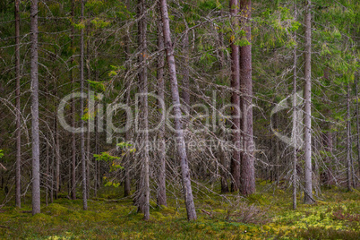 Coniferous forest. Spruce and pine trees.