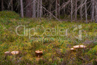 Mushrooms in autumn coniferous forest.