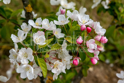 Apple flowers in spring time.