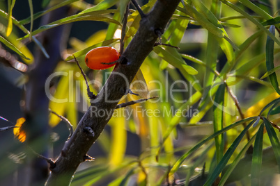 Green bush with orange buckthorn.