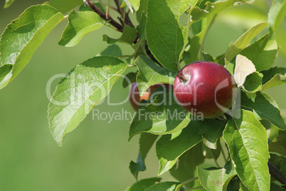 Background of apple on tree.