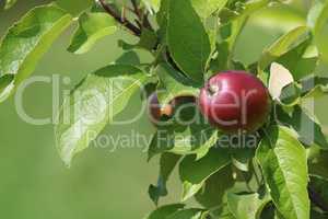Background of apple on tree.