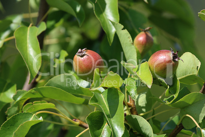 Background of pears on tree.