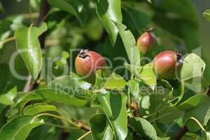 Background of pears on tree.
