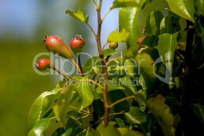 Background of pears on tree.