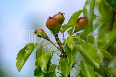 Background of pears on tree.