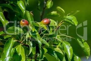 Background of pears on tree.