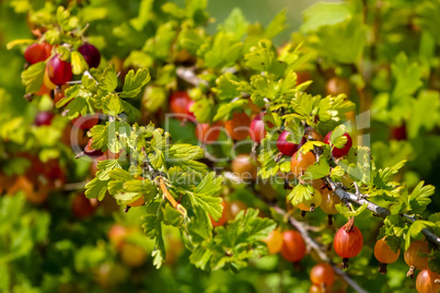 Gooseberries in green bush as background.