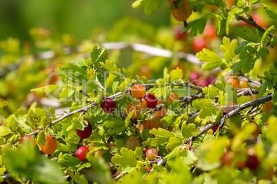 Gooseberries in green bush as background.