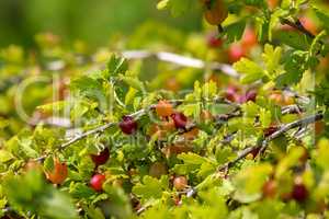 Gooseberries in green bush as background.