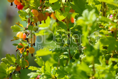 Gooseberries in green bush as background.