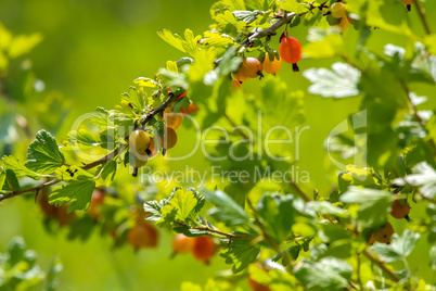 Gooseberries in green bush as background.