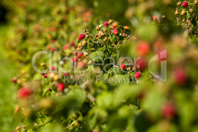Red autumn raspberries in green bush.