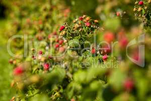Red autumn raspberries in green bush.