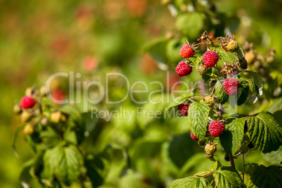 Red autumn raspberries in green bush.