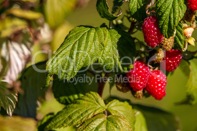 Red autumn raspberries in green bush.