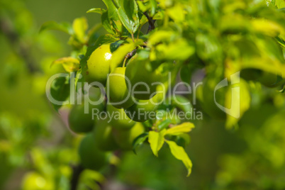 Green plums on green tree branch.