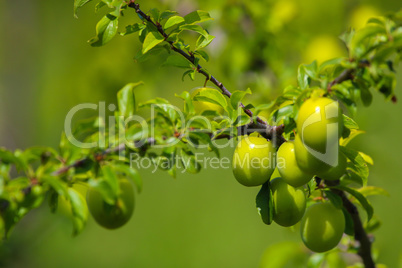 Green plums on green tree branch.