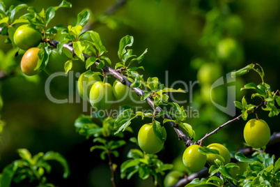 Green plums on green tree branch.