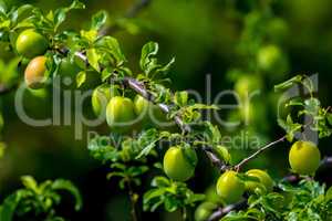 Green plums on green tree branch.