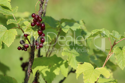 Red currants on green bush.