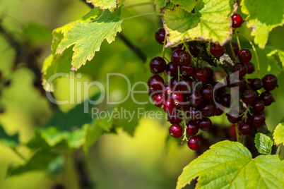 Red currants on green bush.