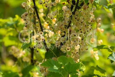 White currants on green bush.