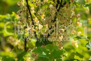 White currants on green bush.