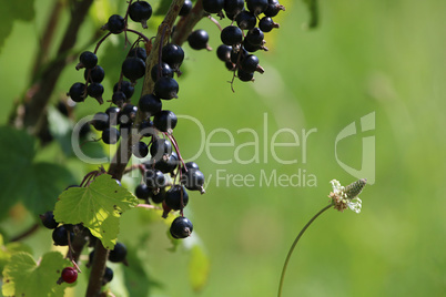 Blackcurrant on bush as background.