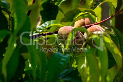 Peaches on tree in sunny day.