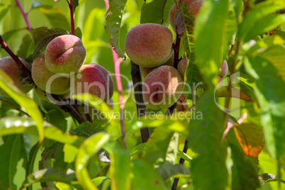 Peaches on tree in sunny day.