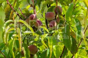 Peaches on tree in sunny day.