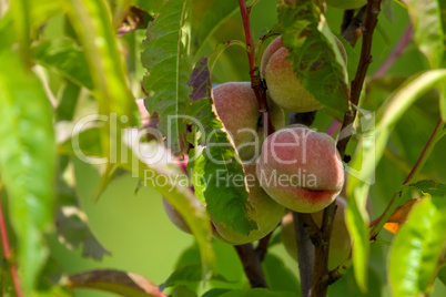 Peaches on tree in sunny day.