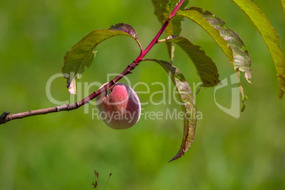 One peach on tree branch.