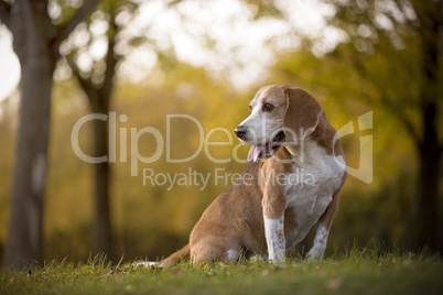 Portrait of a beagle dog