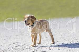 Young  golden retriever  puppy