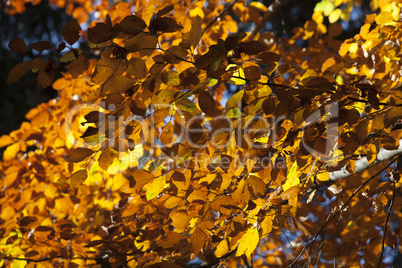 Colorful leaves in autumn