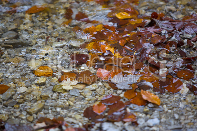 Colorful leaves in the autumn